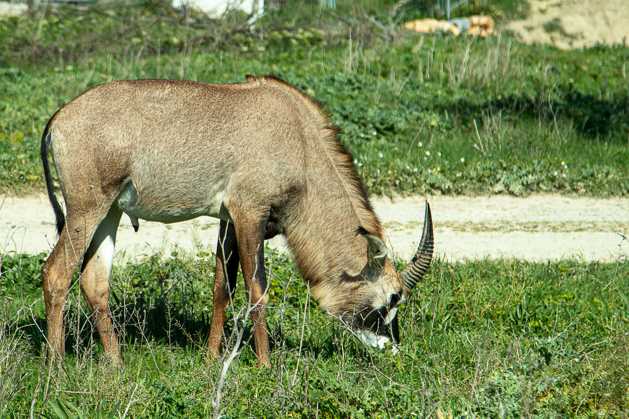 Etl Antiope ruano